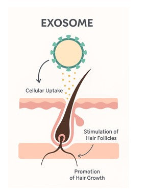 Diagram of exosome cellular uptake, stimulation of hair follicles, and promotion of hair growth.